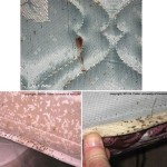 Do Bed Bugs Eat Holes In Sheets